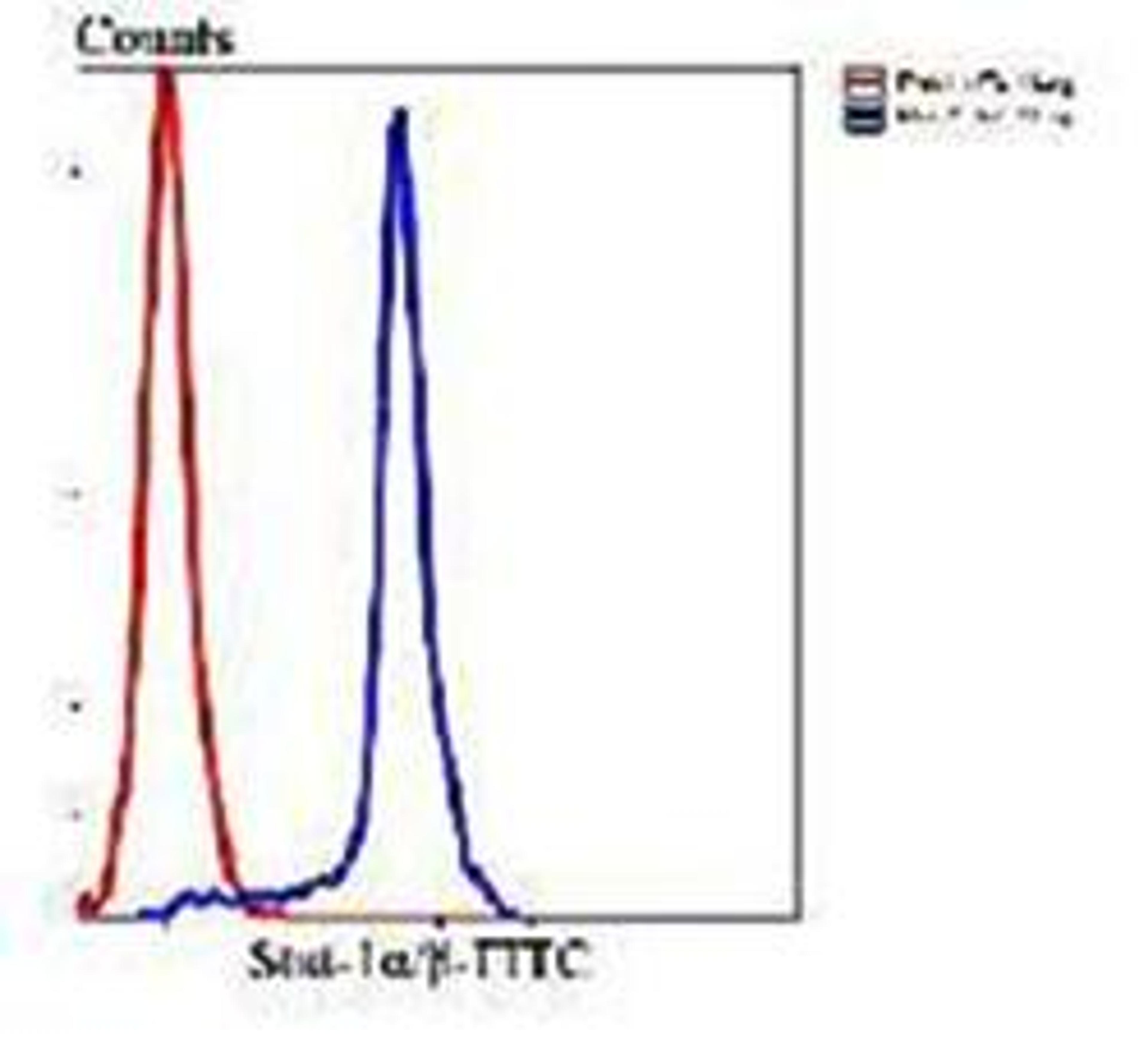 Flow cytometric analysis of Hela cells using Stat-1 alpha/beta antibody