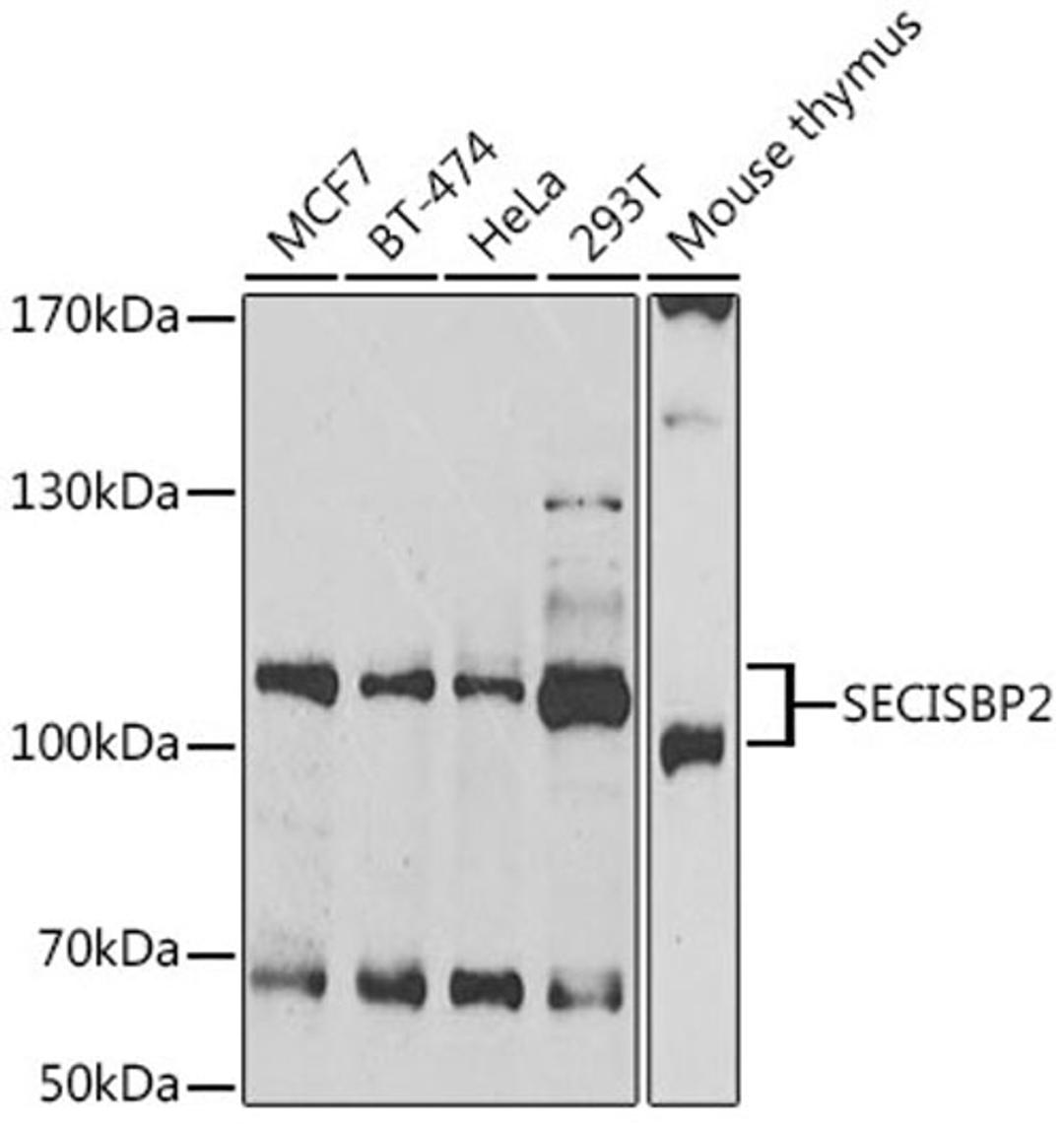 Western blot - SECISBP2 antibody (A6736)