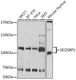 Western blot - SECISBP2 antibody (A6736)