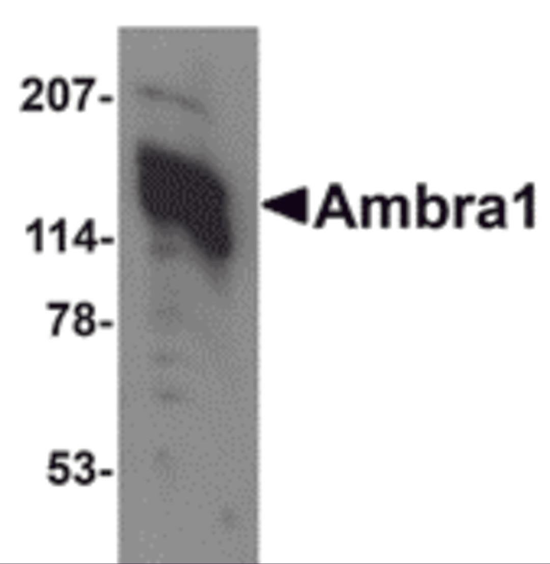 Western blot analysis of Ambra1 in 3T3 cell lysate with Ambra1 antibody at 1 μg/mL.