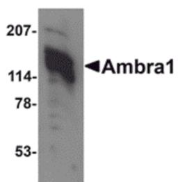 Western blot analysis of Ambra1 in 3T3 cell lysate with Ambra1 antibody at 1 μg/mL.