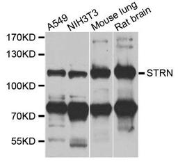 Western blot analysis of extracts of various cells using STRN antibody