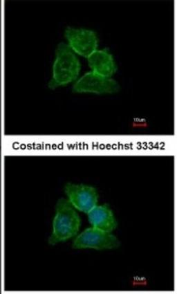 Immunocytochemistry/Immunofluorescence: Annexin A13 Antibody [NBP1-30985] - Analysis of methanol-fixed A431, using Annexin A13 antibody at 1:500 dilution.