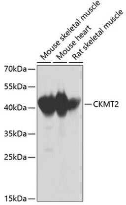 Western blot - CKMT2 antibody (A2206)