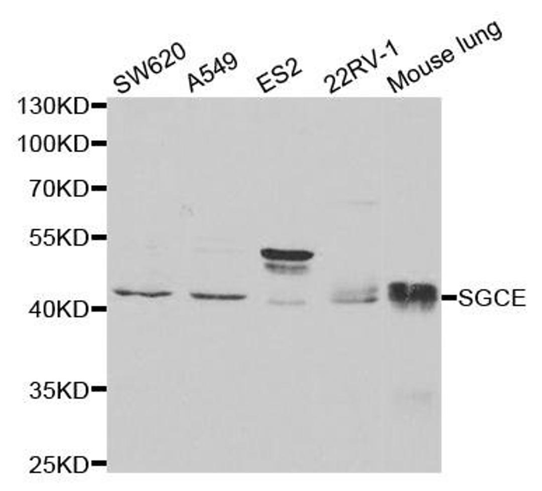 Western blot analysis of extracts of various cell lines using SGCE antibody