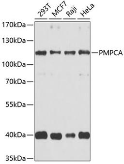 Western blot - PMPCA antibody (A9965)