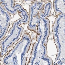 Immunohistochemistry-Paraffin: DLC1 Antibody [NBP1-88824] - Staining of human duodenum shows distinct positivity of microvilli in glandular cells.