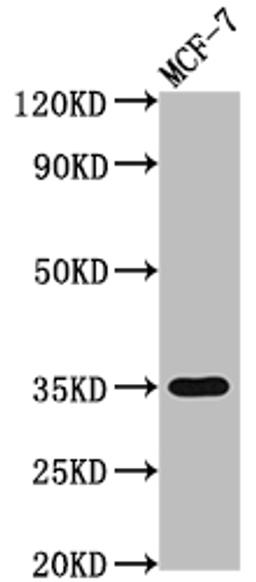 Western Blot. Positive WB detected in: MCF-7 whole cell lysate. All lanes: EPCAM antibody at 1:2000. Secondary. Goat polyclonal to rabbit IgG at 1/50000 dilution. Predicted band size: 35 kDa. Observed band size: 35 kDa. 