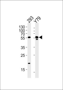 Western blot analysis in 293,Y79 cell line lysates (35ug/lane).