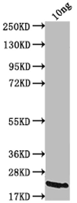 Western Blot. Positive WB detected in Recombinant protein. All lanes: A27L antibody at 1:2000. Secondary. Goat polyclonal to rabbit IgG at 1/50000 dilution. Predicted band size: 19.6 kDa. Observed band size: 23 kDa.