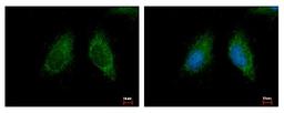 Immunocytochemistry/Immunofluorescence: MCCC2 Antibody [NBP2-17237] - Sample: HeLa cells were fixed in 2% paraformaldehyde/culture medium at 37C for 30 min. Green: MCCC2 protein stained by MCCC2 antibody diluted at 1:500. Blue: Hoechst 33343 staining.