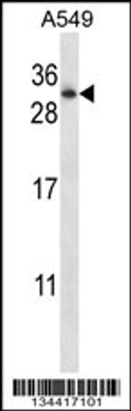 Western blot analysis in A549 cell line lysates (35ug/lane).