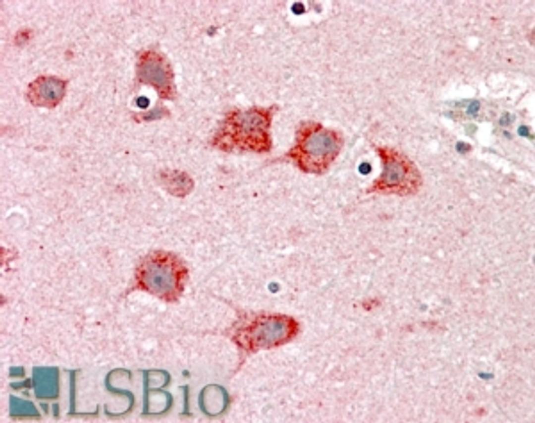 45-485 (5ug/ml) staining of paraffin embedded Human Cortex. Steamed antigen retrieval with citrate buffer pH 6, AP-staining.