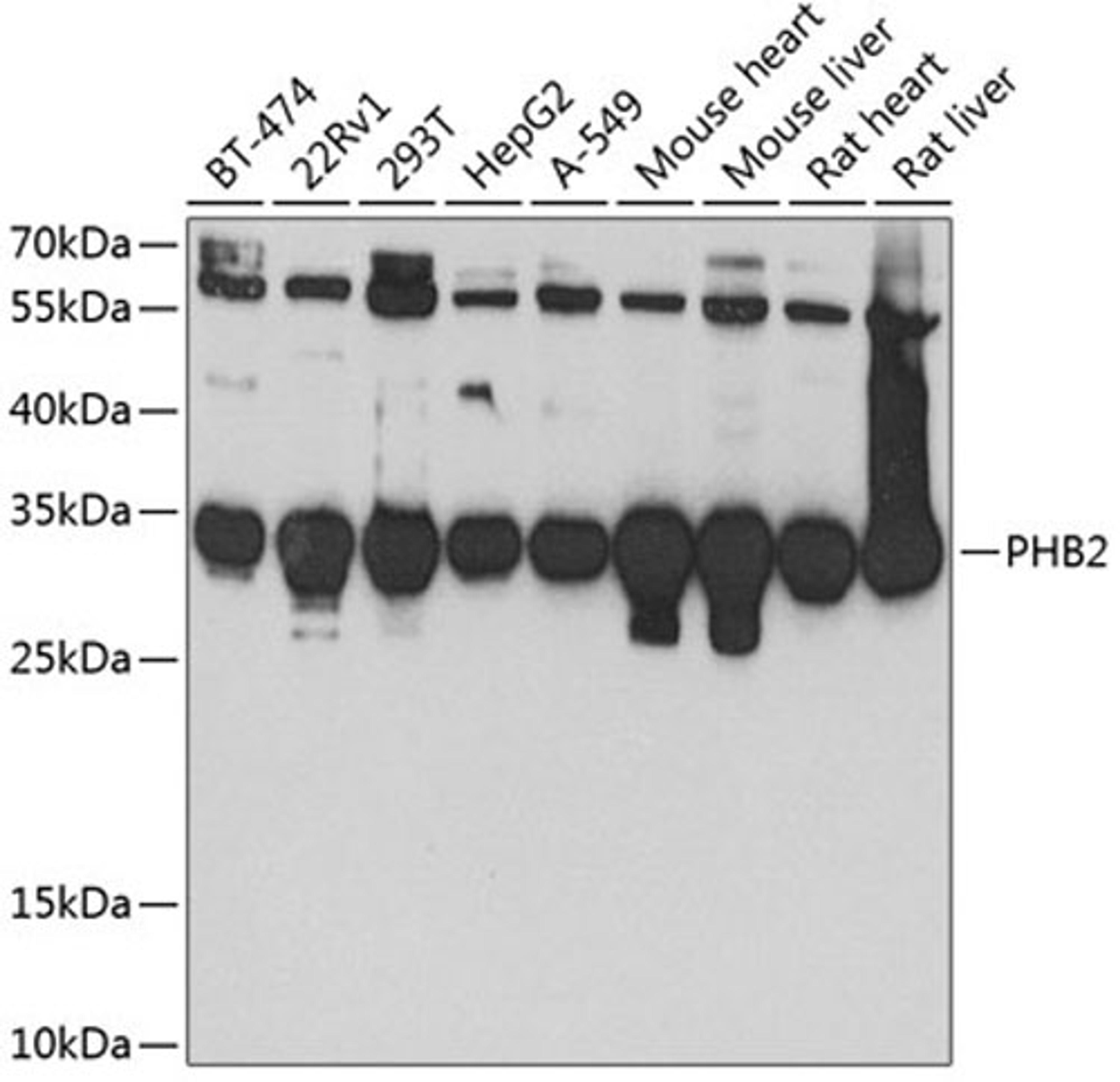 Western blot - PHB2 antibody (A4504)