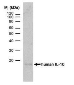 Western Blot: IL-10 Antibody (JES3-9D7) [NBP2-27573] - Ecombinant protein probed with RAT ANTI HUMAN INTERLEUKIN-10 followed by F(ab