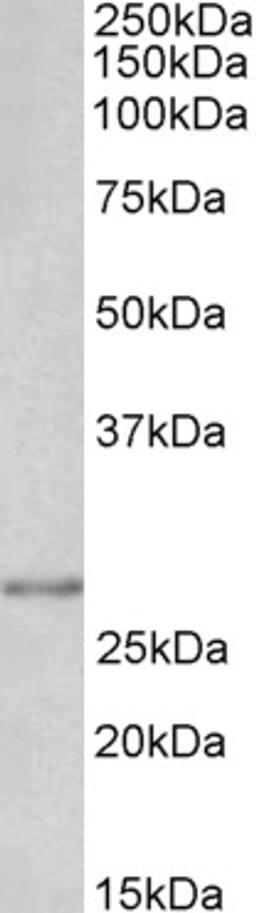 46-392 (0.1ug/ml) staining of A431 lysate (35ug protein in RIPA buffer). Detected by chemiluminescence.