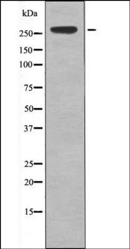 Western blot analysis of EGF treated 293 whole cell lysates using IGF2R -Phospho-Ser2484- antibody