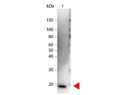 Western Blot: IL-6 Antibody [NB600-1131] - Analysis using the HRP conjugate of NB600-1131. Detection of Lane 1: Human IL-6. Detection of Lane 2: none. Load: 50 ug per lane. Primary antibody: none. Secondary antibody: Peroxidase Human IL-6 secondary antibody at 1:1,000 for 60 min at RT. Block: MB-070 for 30 min at RT. Predicted/Observed size: 20 kDa for Human IL-6.