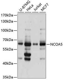 Western blot - NCOA5 antibody (A3476)