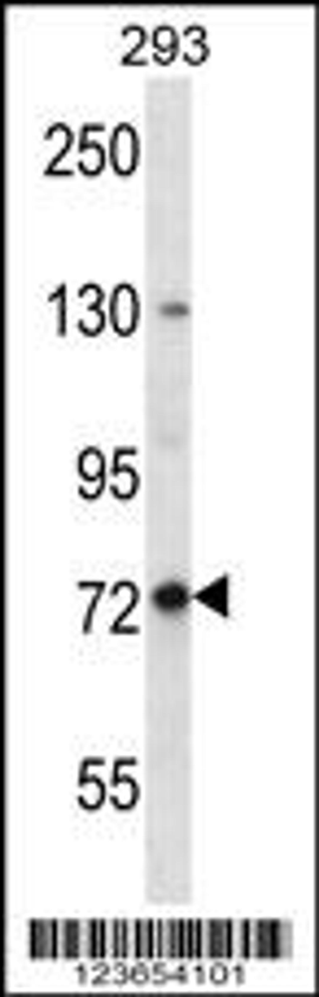 Western blot analysis in 293 cell line lysates (35ug/lane).