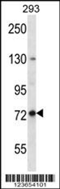 Western blot analysis in 293 cell line lysates (35ug/lane).