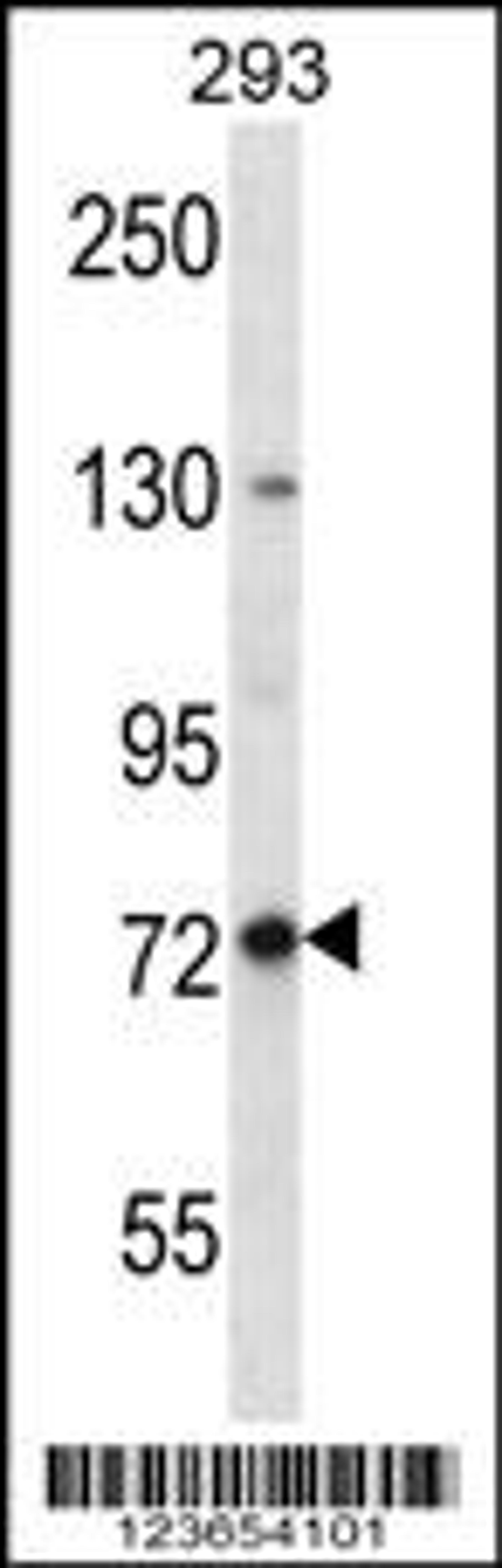 Western blot analysis in 293 cell line lysates (35ug/lane).