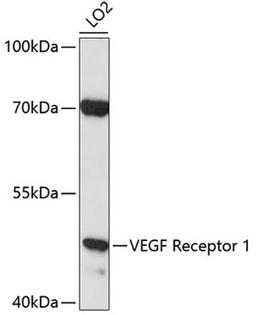 Western blot - VEGF Receptor 1 antibody (A0058)