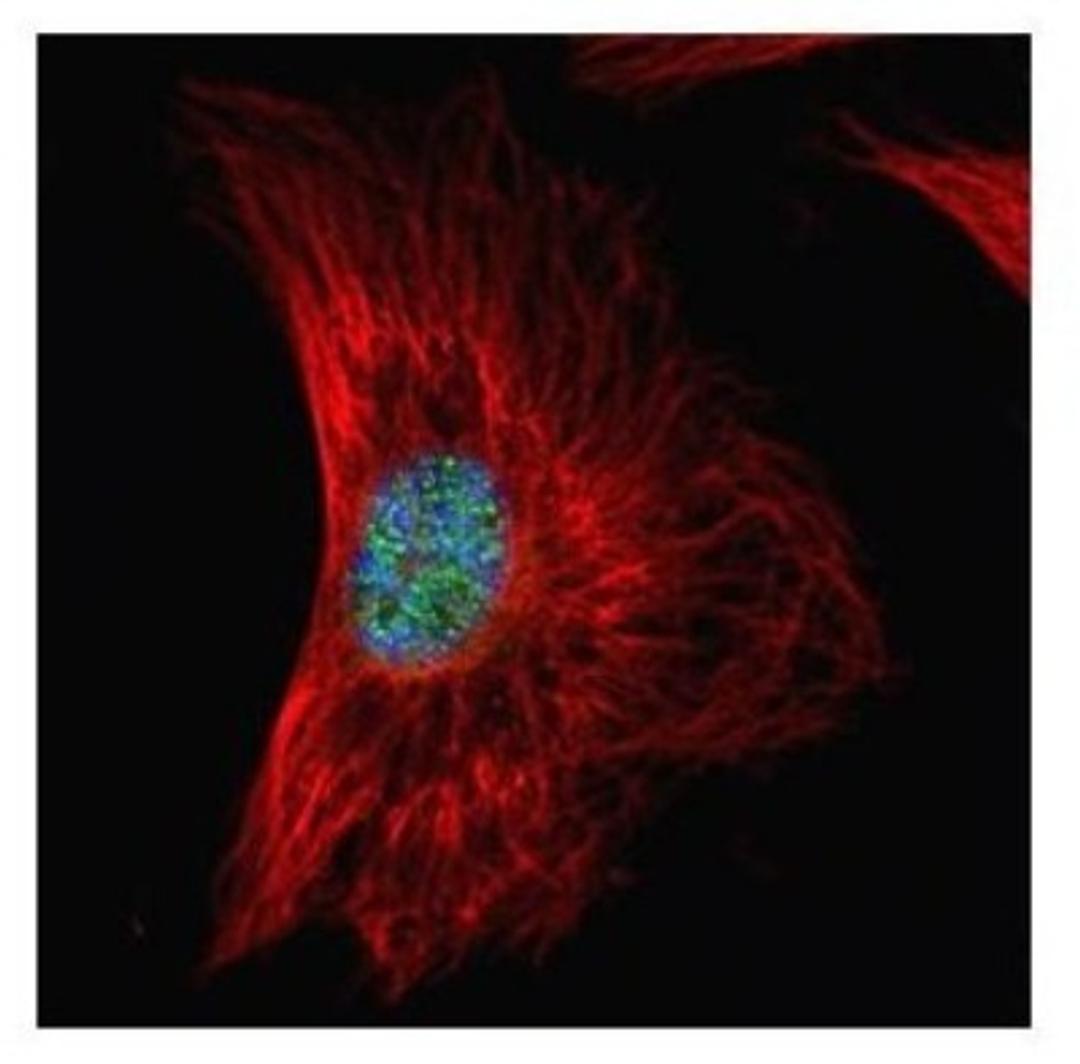 Immunocytochemistry/Immunofluorescence: SF2 Antibody [NBP2-20324] - Confocal immunofluorescence analysis of paraformaldehyde-fixed HeLa, using SF2 antibody (Green) at 1:500 dilution. Alpha-tubulin filaments are labeled with Alpha-tubulin antibody (Red) at 1:2000.