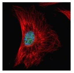 Immunocytochemistry/Immunofluorescence: SF2 Antibody [NBP2-20324] - Confocal immunofluorescence analysis of paraformaldehyde-fixed HeLa, using SF2 antibody (Green) at 1:500 dilution. Alpha-tubulin filaments are labeled with Alpha-tubulin antibody (Red) at 1:2000.