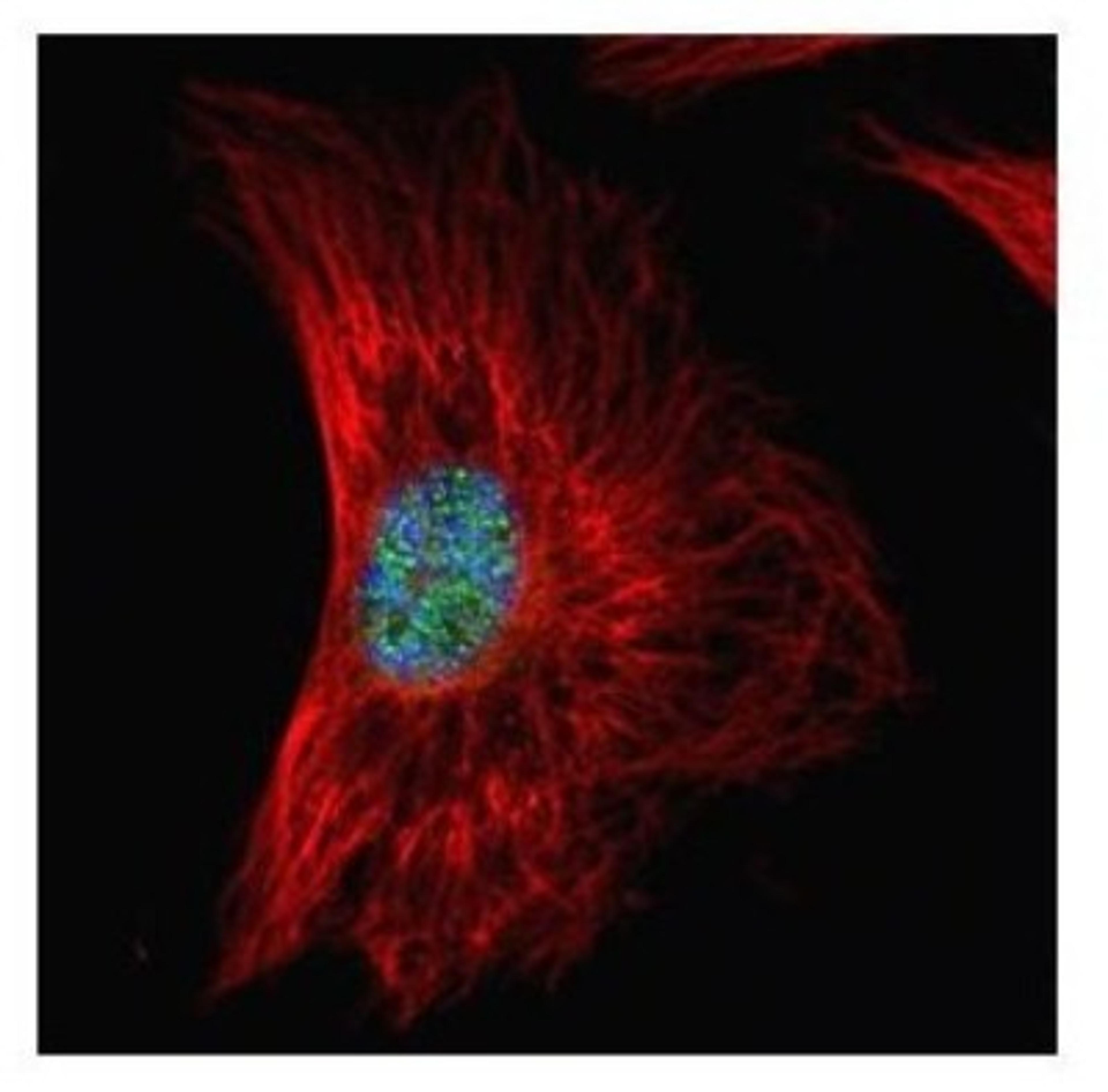 Immunocytochemistry/Immunofluorescence: SF2 Antibody [NBP2-20324] - Confocal immunofluorescence analysis of paraformaldehyde-fixed HeLa, using SF2 antibody (Green) at 1:500 dilution. Alpha-tubulin filaments are labeled with Alpha-tubulin antibody (Red) at 1:2000.