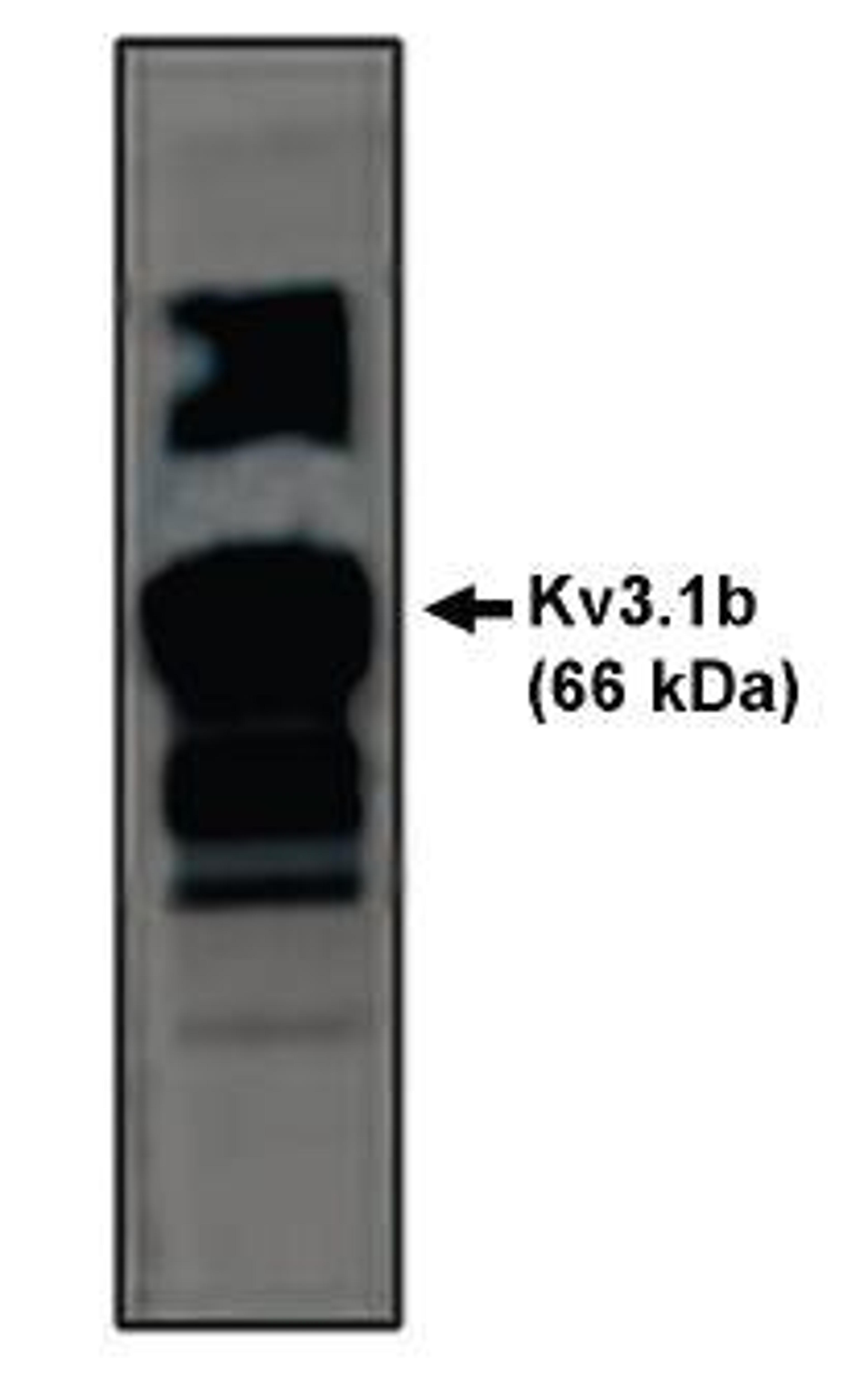 Western blot analysis of rat brain lysate using Kv3.1b Potassium Channel antibody