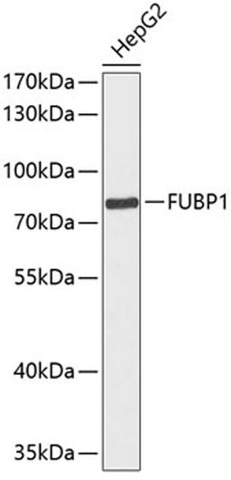 Western blot - FUBP1 antibody (A12543)