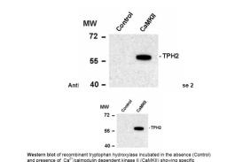 Western blot of recombinant tryptophan hydroxylase incubated in the absence (Control) and presence of Ca2+/calmodulin dependent kinase II (CaMKII) showing specific immunolabeling of the ~55k tryptophan hydroxylase protein phosphorylated at Ser19.