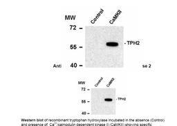 Western blot of recombinant tryptophan hydroxylase incubated in the absence (Control) and presence of Ca2+/calmodulin dependent kinase II (CaMKII) showing specific immunolabeling of the ~55k tryptophan hydroxylase protein phosphorylated at Ser19.
