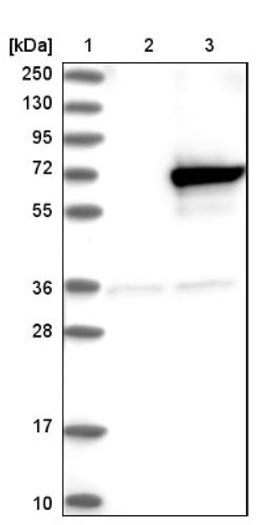 Western Blot: KLHL25 Antibody [NBP1-83974] - Lane 1: Marker [kDa] 250, 130, 95, 72, 55, 36, 28, 17, 10<br/>Lane 2: Negative control (vector only transfected HEK293T lysate)<br/>Lane 3: Over-expression lysate (Co-expressed with a C-terminal myc-DDK tag (~3.1 kDa) in mammalian HEK293T cells, LY411647)