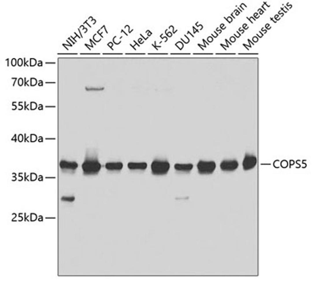 Western blot - COPS5 antibody (A1766)