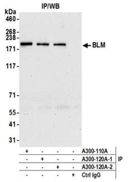 Detection of human BLM by western blot of immunoprecipitates.