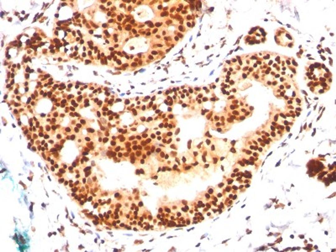 Immunohistochemistry-Paraffin: Sumo 3 Antibody (SPM572) [NBP2-34384] - Formalin-paraffin human tonsil stained with SUMO-2 MAb (SPM572)