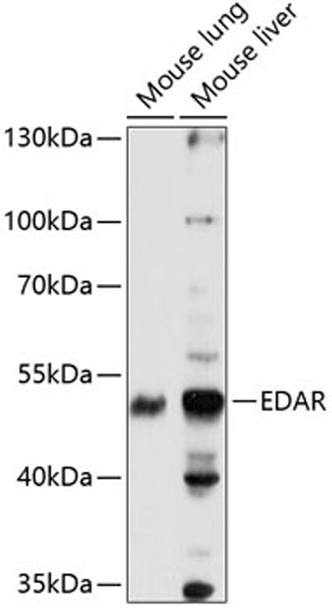 Western blot - EDAR antibody (A14105)