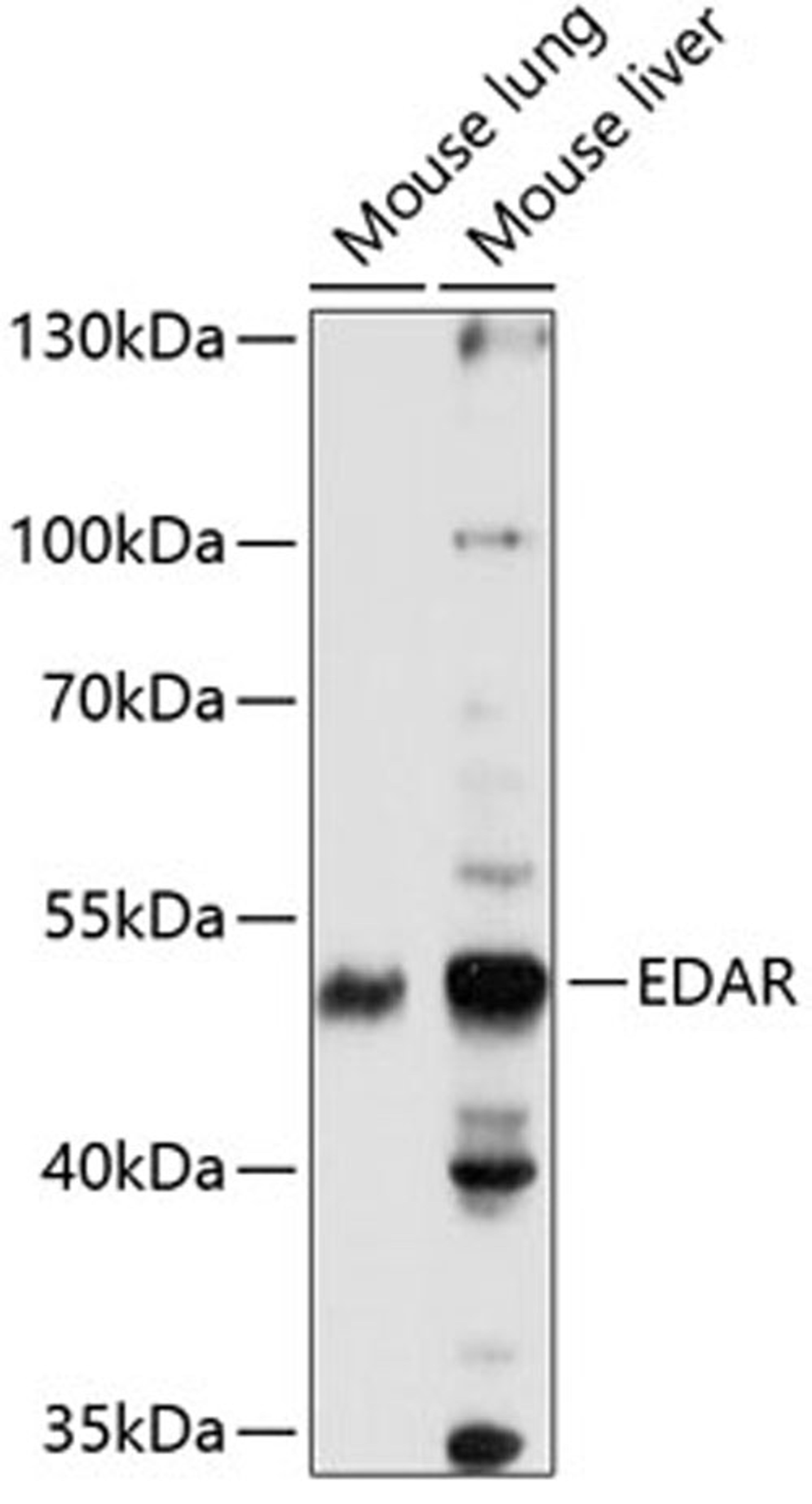 Western blot - EDAR antibody (A14105)