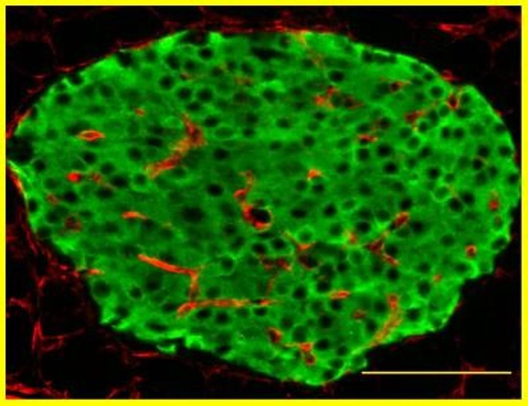 Immunohistochemistry-Paraffin: Collagen IV alpha 1 Antibody [NB120-6586] - Analysis using the Biotin conjugate of NB120-6586. Staining of Collagen IV alpha 1 (red) and Insulin (green) in mouse pancreas. Image from verified customer review.