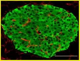 Immunohistochemistry-Paraffin: Collagen IV alpha 1 Antibody [NB120-6586] - Analysis using the Biotin conjugate of NB120-6586. Staining of Collagen IV alpha 1 (red) and Insulin (green) in mouse pancreas. Image from verified customer review.