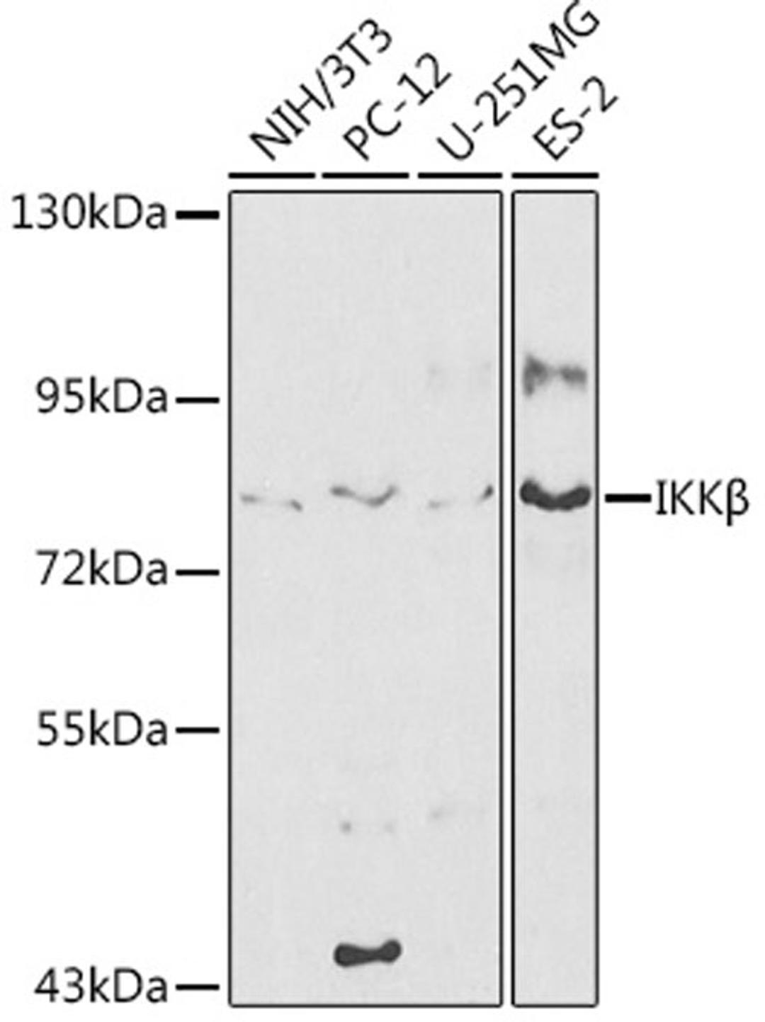 Western blot - IKKß antibody (A2087)