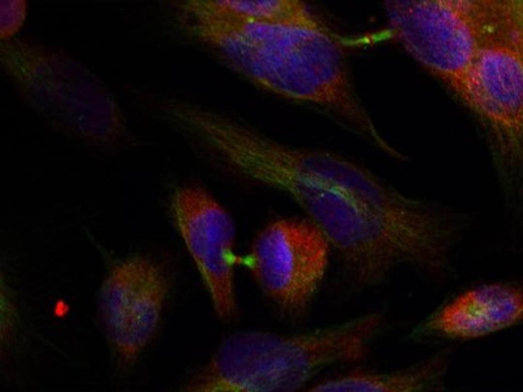 Immunocytochemistry/Immunofluorescence: MEK3 Antibody [NB100-82047] - Staining of methanol-fixed Hela cells using MKK3(Ab-189) antibody