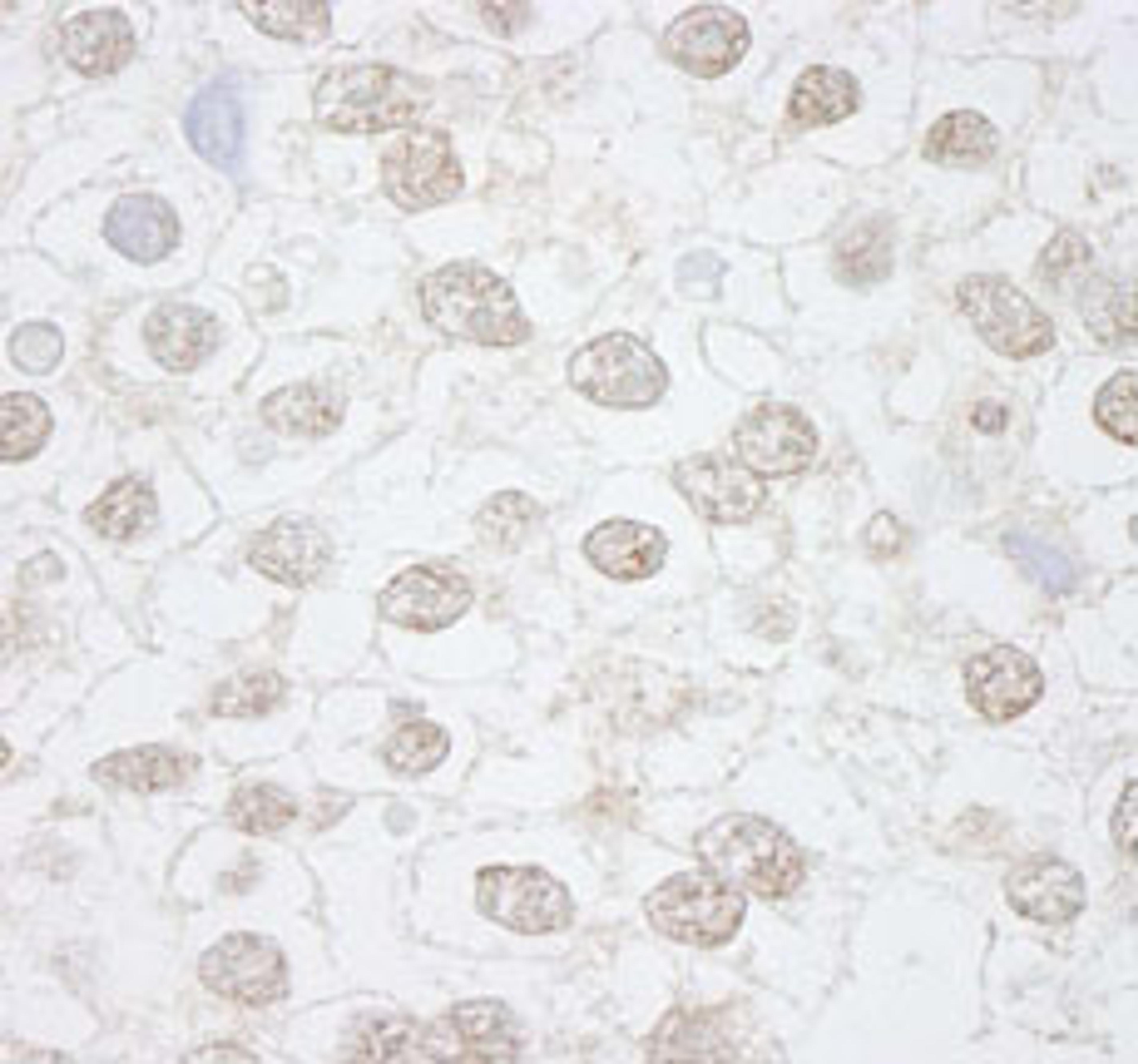 Detection of human DMWD by immunohistochemistry.