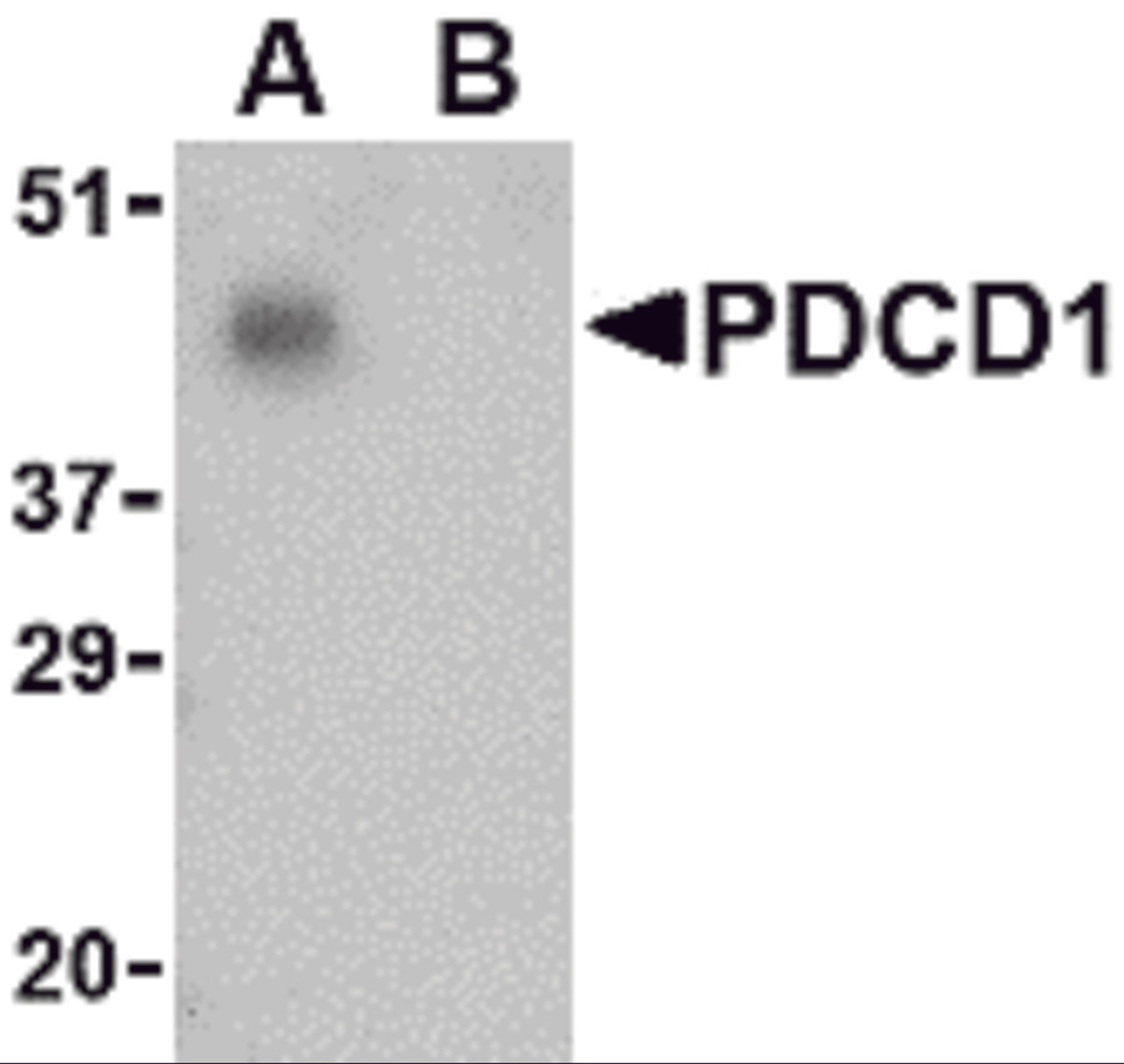 Western blot analysis of PD-1 in THP-1 cell lysate with PD-1 antibody at 1 μg/mL in the (A) absence and (B) presence of blocking peptide.