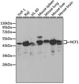 Western blot - NCF1 antibody (A1148)