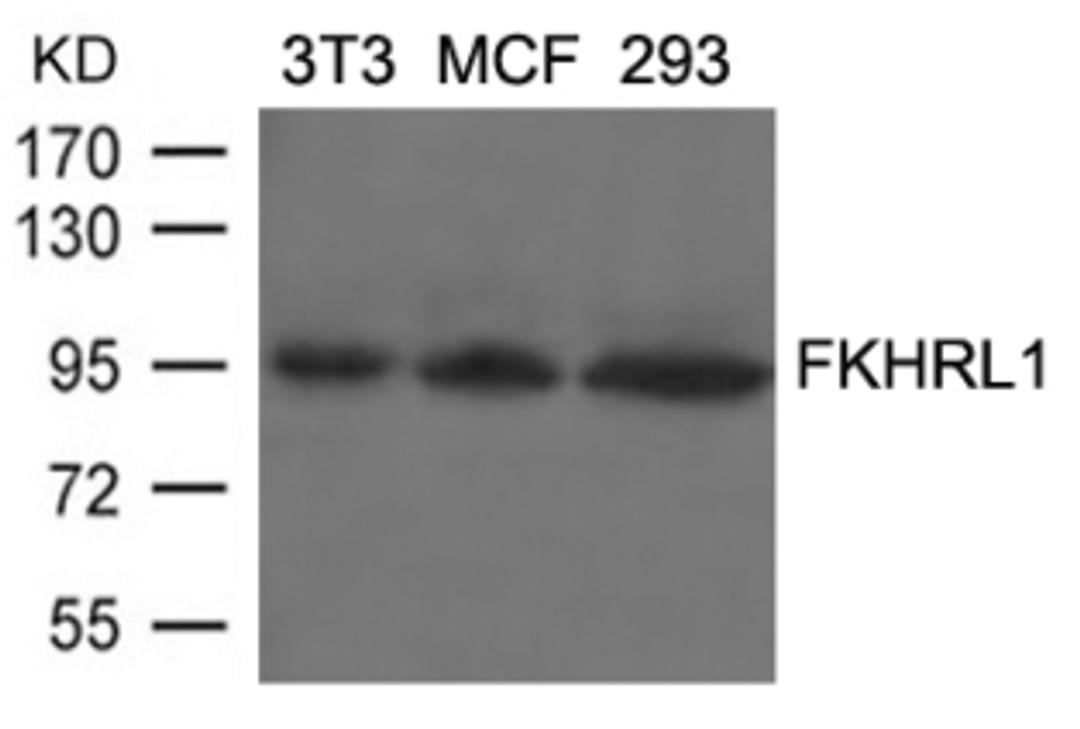 Western blot analysis of lysed extracts from 3T3, MCF and 293 cells using FKHRL1 (Ab-253).