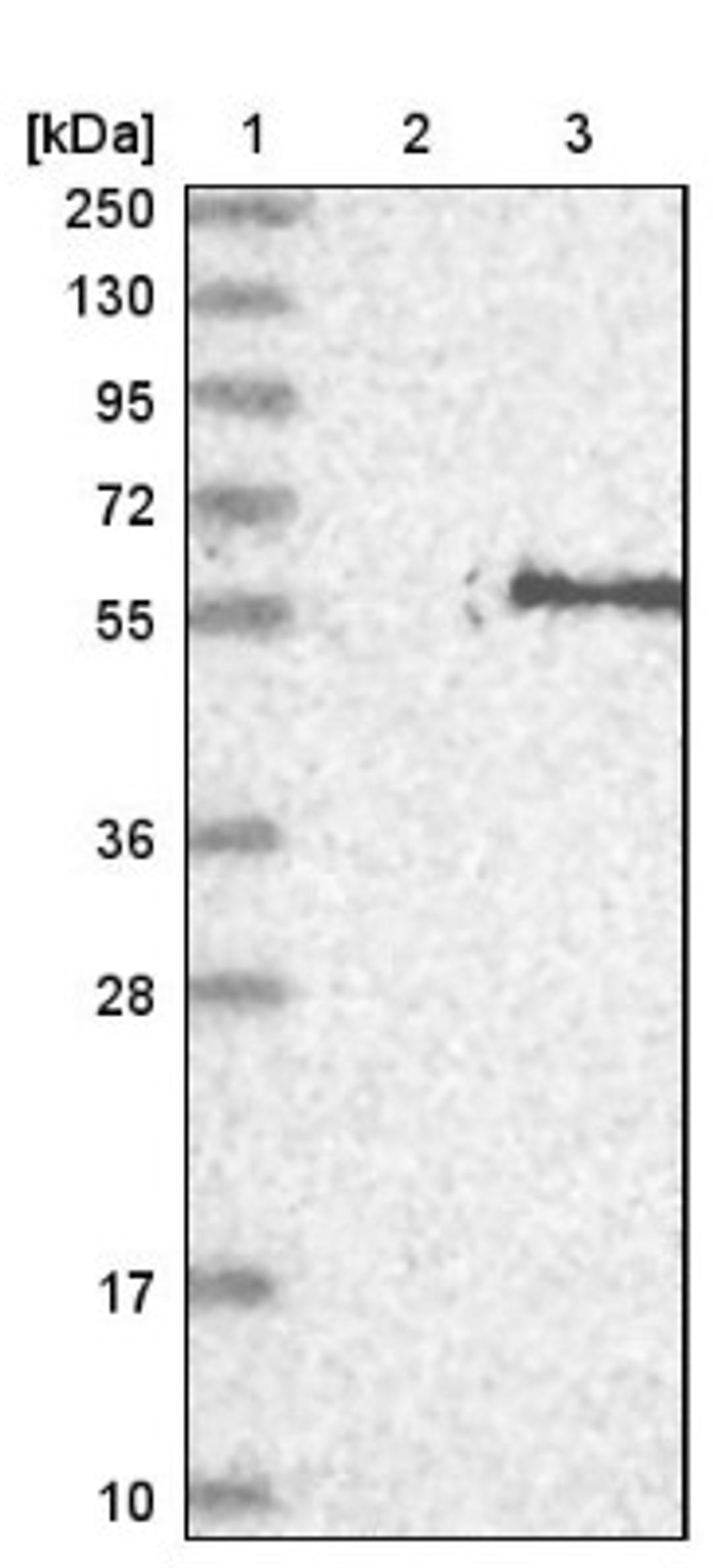 Western Blot: FAR2 Antibody [NBP1-90435] - Lane 1: Marker [kDa] 250, 130, 95, 72, 55, 36, 28, 17, 10<br/>Lane 2: Negative control (vector only transfected HEK293T lysate)<br/>Lane 3: Over-expression lysate (Co-expressed with a C-terminal myc-DDK tag (~3.1 kDa) in mammalian HEK293T cells, LY413315)