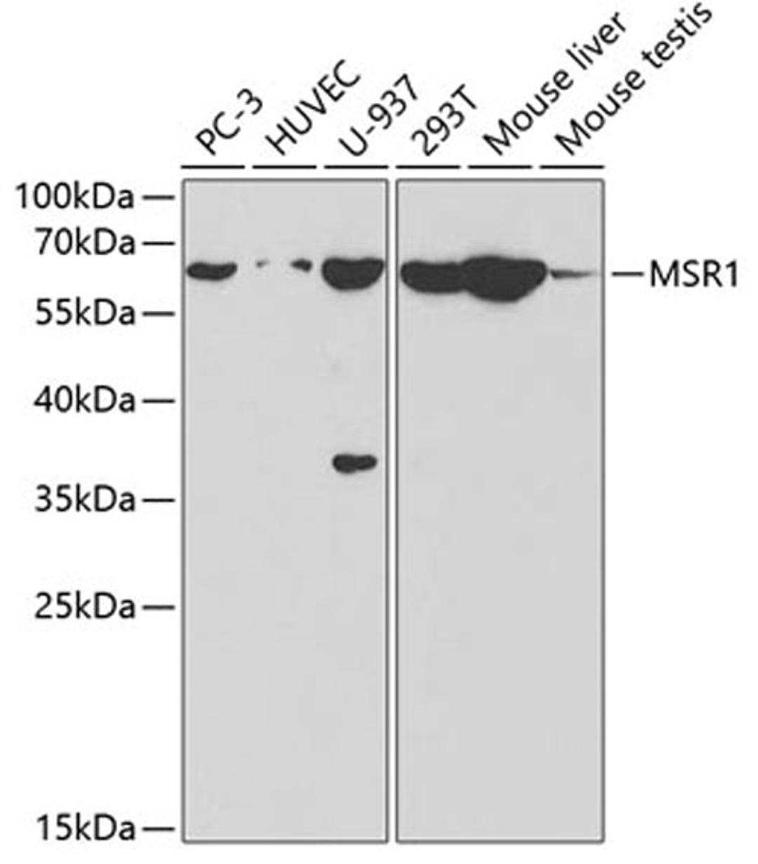 Western blot - MSR1 antibody (A1923)